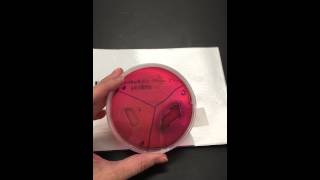 Microbiology midterm review
