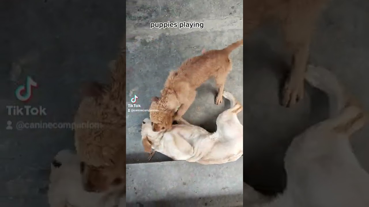 Dog training in Nepal