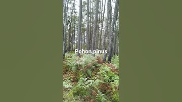 pohon pinus#pohon #pinus #shorts #hutan #hutanpinus