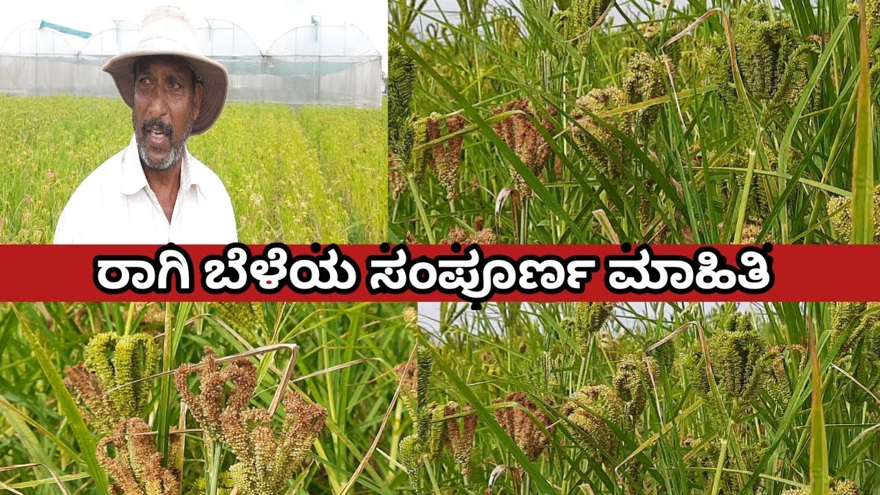 FINGER MILLET CULTIVATION ರಾಗಿ ಬೆಳೆಯುವ ವಿಧಾನ ಮತ್ತು ರಾಗಿ ತಳಿಗಳು YouTube