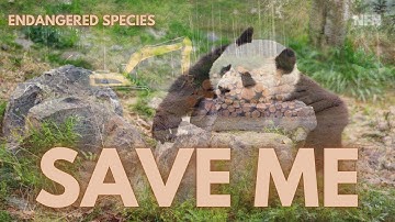 Saving Giant Pandas From Extinction: Episode 1