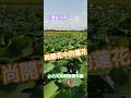 #漫遊台南 #Tainan #Taiwan #ROC ---- 尚開花中的蓮花(1)