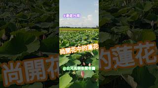 #漫遊台南 #Tainan #Taiwan #ROC ---- 尚開花中的蓮花(1)