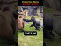 Protective Mama Gorilla in Action#MamaGorilla#AnimalInstinct#ProtectiveMom#WildMoments#ViralShorts