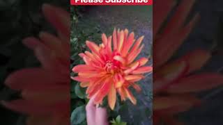 Dahlia Vuurvogel Dahlia Vuurvogel From Costco