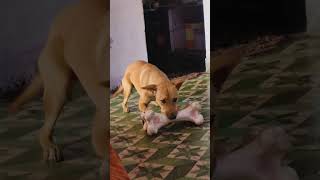 big boon #pets #lifter #pets #musicalbums #musicsongs #cute #musictracks #animals #music #funny