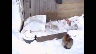 NEW FAIL Compilation December 2013 Funny Videos