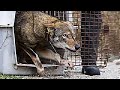 This Wolf has Been Trapped In A Roadside Zoo For Years until He Saw A Friendly Face