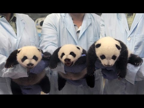 V&iacute;deo de 15 Post de unos adorables osos pandas trillizos en China