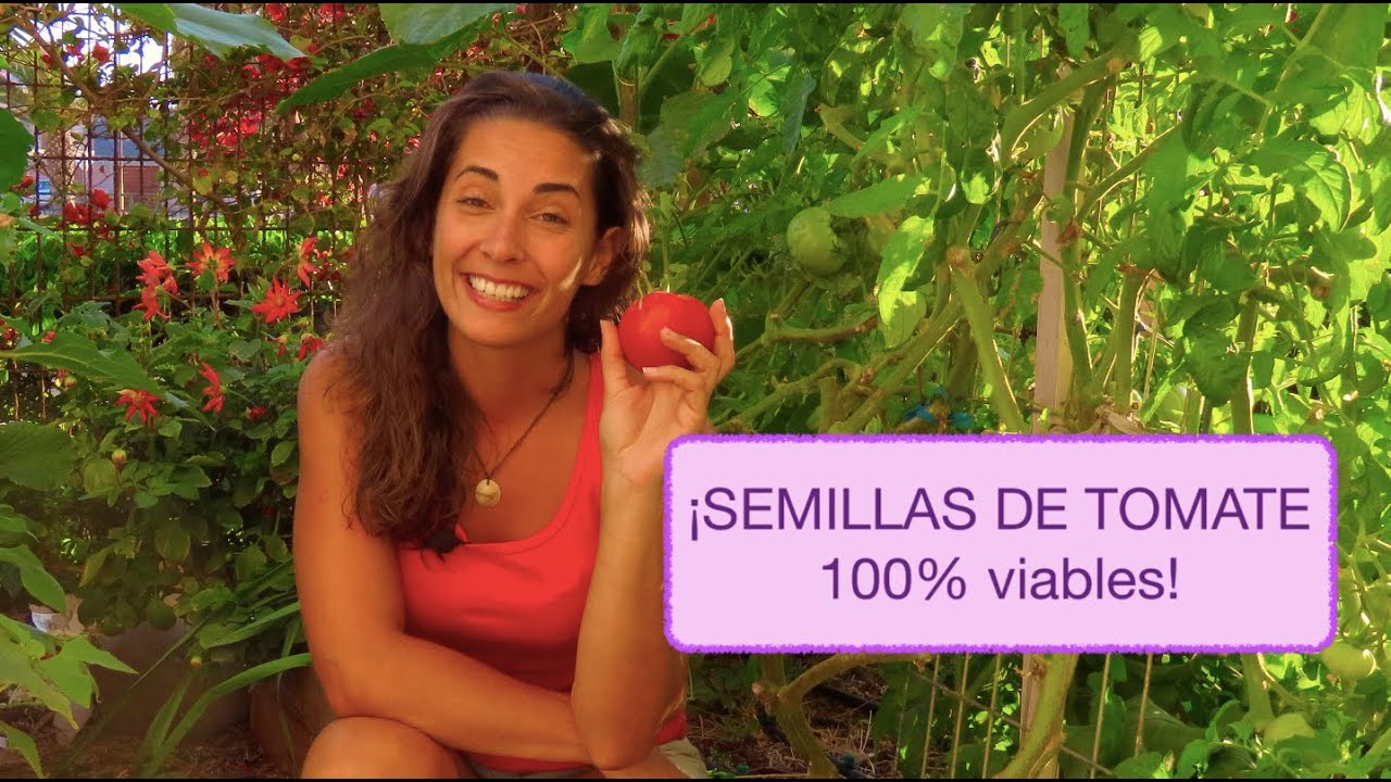 Como guardar SEMILLAS DE TOMATE
