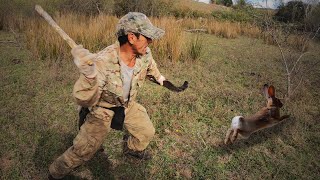 Cacería de Conejos Con Palos Galgos y Beagles! 2023