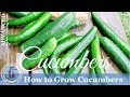 How To Grow Cucumbers Vertically on a Trellis