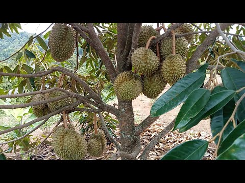 Durian Monthong Fruit
