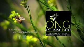 ONG PLAN BEE