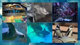 A Visit To The New England Aquarium In 2026 - Boston MA