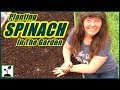 How To Plant SPINACH In A Raised Bed Garden ~ Growing Spinach