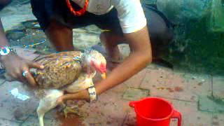 Aseel Fighter Training For Fight In Mumbra And Mumbai