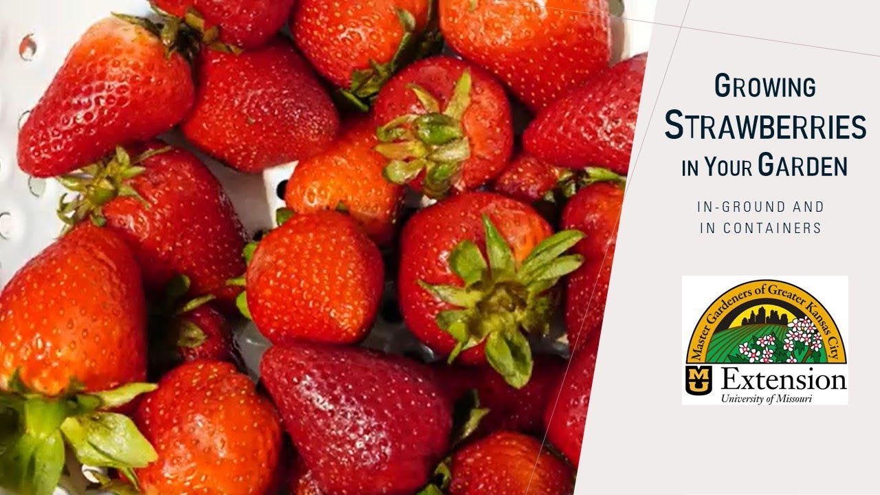 Growing Strawberries in Your Garden YouTube