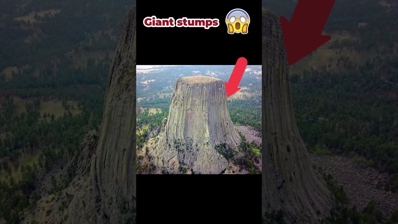 Giant Tree Stumps Around The World Giants