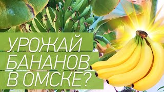 Новый урожай бананов в Омске