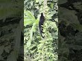 Monkey Climbing, Costa Rica Jungle, Intrepid Travel from Hasan S. 🇨🇷