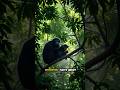 Interesting facts about Bonobos. #bonobos #animals #shorts #animalfacts