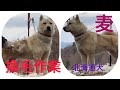 北海道犬、麦の換毛作業!2020春!説明欄もご覧ください。