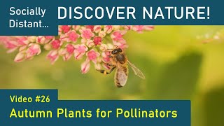 Autumn Plants for Pollinators - Discover Nature 26