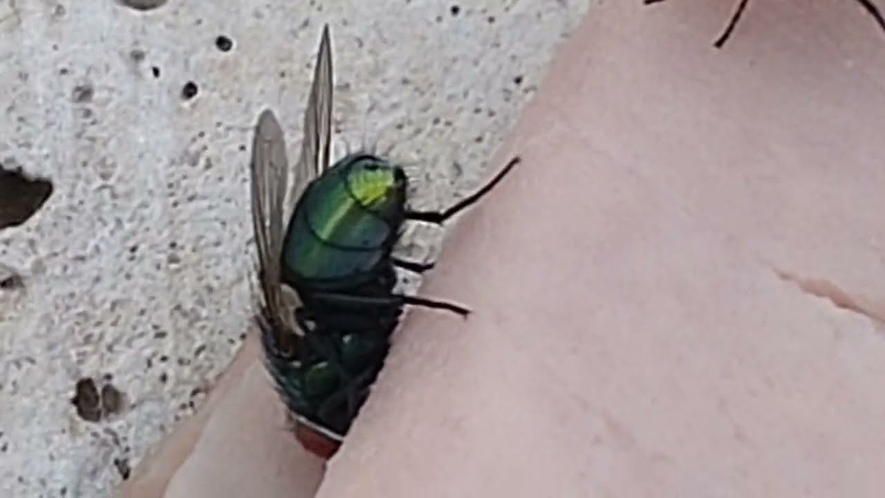 COME FLY WITH ME: Amazing close-up footage of common green bottle flies