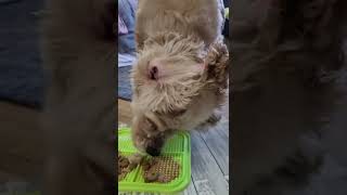 Licking Mat helps Dog for their Stimulation