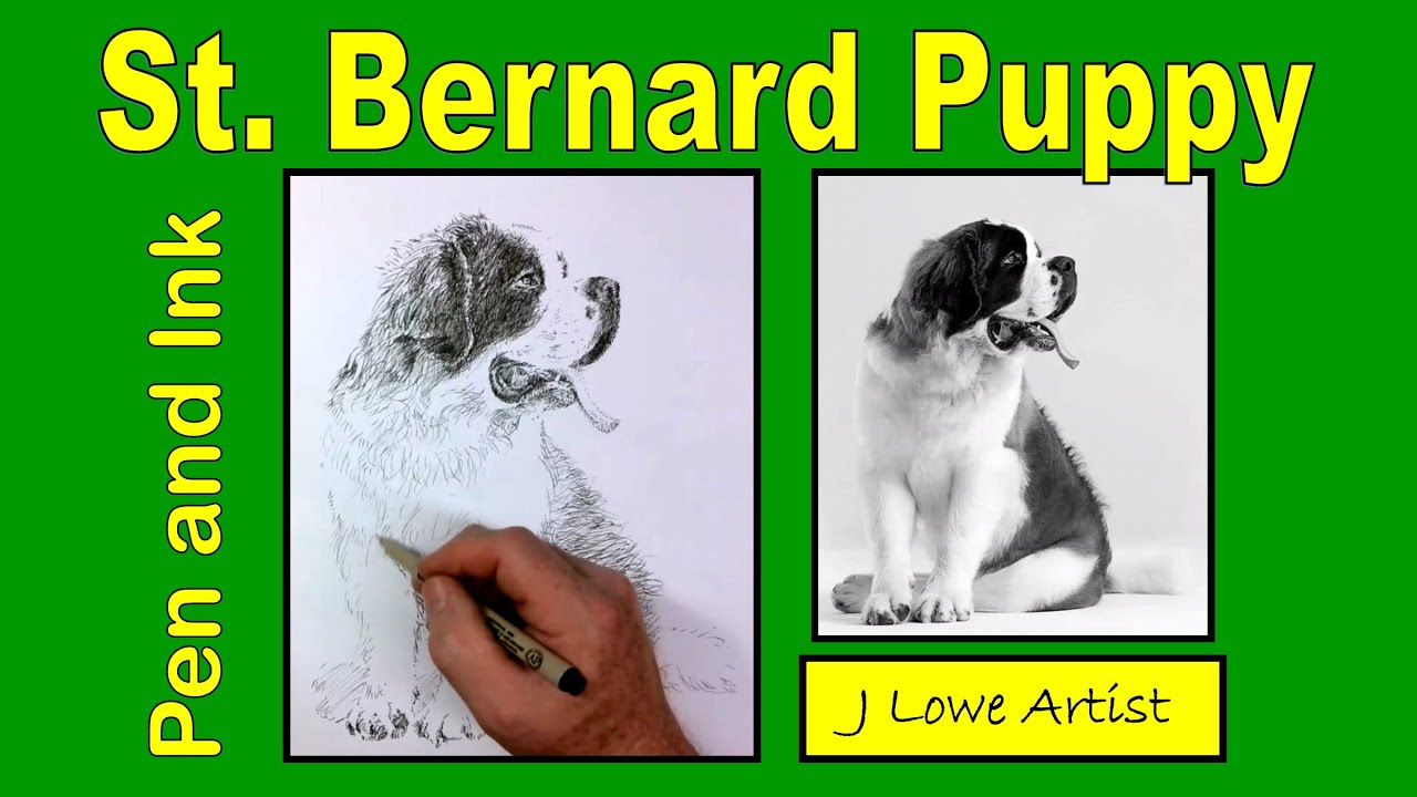 HOW TO DRAW A ST. BERNARD PUPPY with Pen and Ink - YouTube