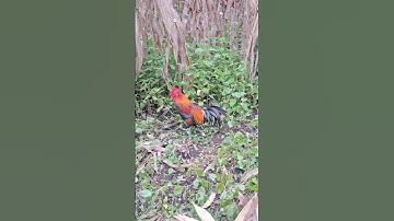 gà rừng giải ba đây ae ơi.tug qaib dib zaim 3 yog tug no nawb