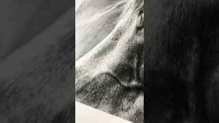 Horse portrait printed in black and white on Moab Juniper Baryta Rag paper