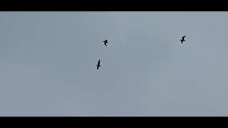 Beautiful sound of the common SWIFT