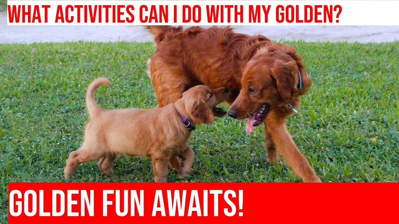 Fun Activities for Your Golden Retriever: Year-Round Fun! - YouTube