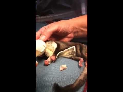 gordon setter breeders near me