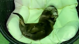 An otter in a super good mood in a hammock chair. #Shorts