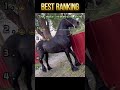 This horse is such a drama queen! 🤣🤣#horses #funny #foryou #funnyvideo #fyp #funnytiktok