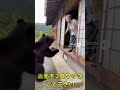 逃げ出す熊とかっこいいおばあちゃん #shorts