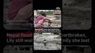 Nepal Floods: Lily the Dog Keeps Waiting for Missing Hotel Owner After Devastation