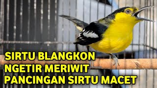 MERIWIT PLUIT mewah ‼️ Bikin sirtumu auto ngetir,sirtu gacor