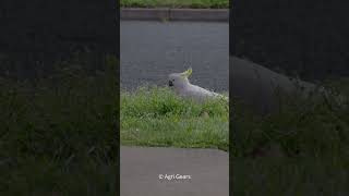 Cockatoo Shorts  #Birds