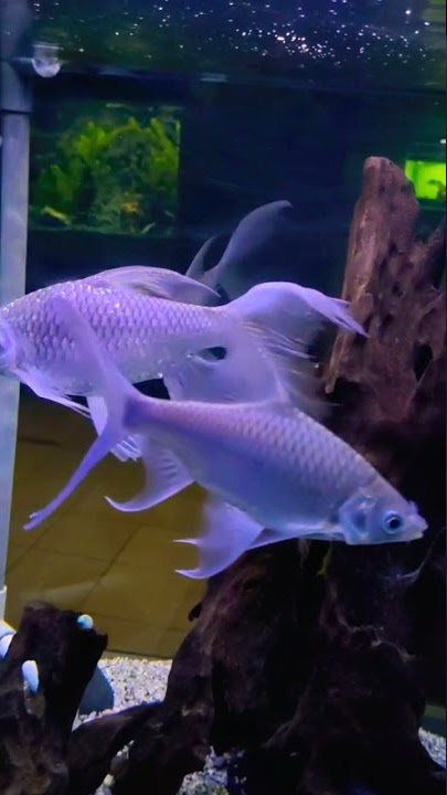 Ikan mas warna putih perak cakep banget #srort
