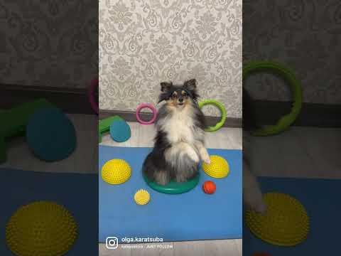 Учу трюкам на канале #dog #дрессировкащенка #shelty #трюки