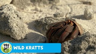 WILD KRATTS | Shell Surprise! | PBS KIDS