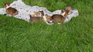 Pembroke Welsh Corgi Puppies For Sale