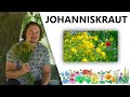 Johanniskraut | DIE Sonnenpflanze! | natürliches Antidepressivum | mehr Sonne im Herzen | Serotonin