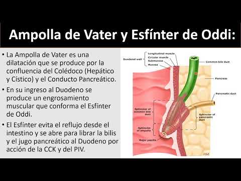 Video: ¿Qué esfínter de Boyden?