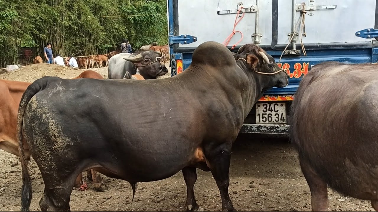 Chợ Trâu Bò Cao Bằng. Có Nhiều Trâu Bò Bán. Chợ Trâu Trùng Khánh Cao Bằng.Chợ Trâu Trà Lĩnh Cao Bằng