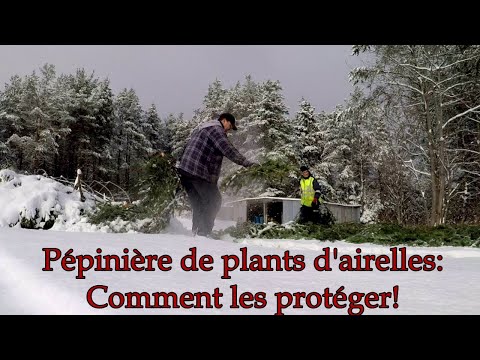 Vidéo: Comment Préparer Les Airelles Pour L'hiver